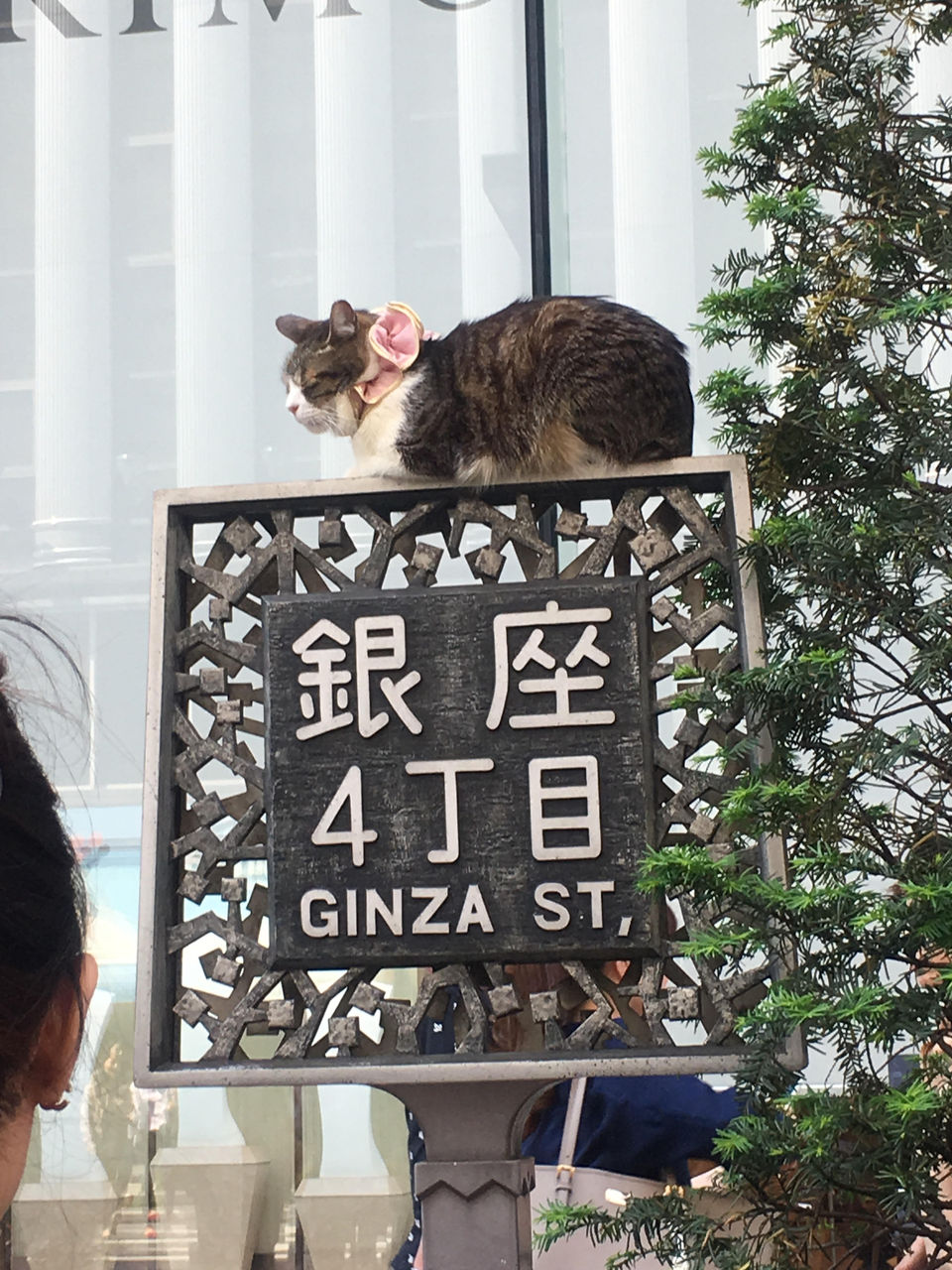 久々に見かけた銀座四丁目住所看板上の猫ちゃん 銀座のふみちゃん