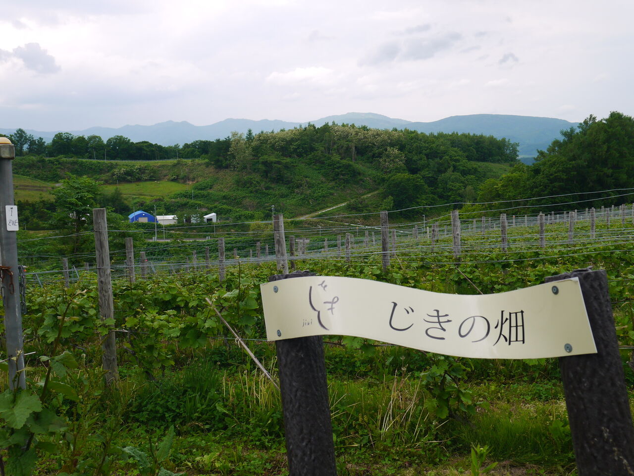 じきさん訪問 : 銀座カーヴ・フジキ