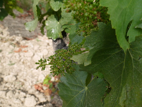 P1070717