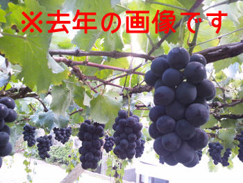 巨峰01