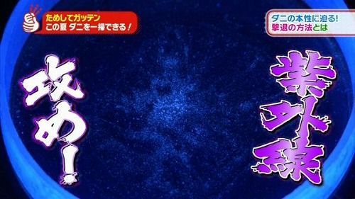 ためしてガッテン ダニを一瞬で葬れる最強の方法が判明 木になるワードブログ