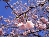 伊豆高原桜まつり�