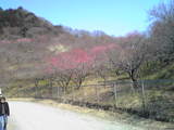 ume