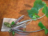 wasabi