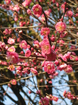 spring1