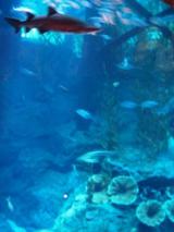 ドバイ・モール 水族館
