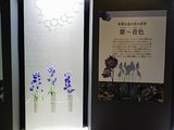 FLOWER_ֿŸ