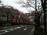 hanami