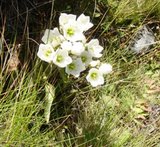 �˥塼�������� �ޥ���ȥ��å� �⻳��ʪ