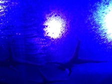 IMG_1728