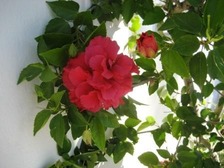 トロギール13 web