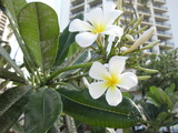 Hawaii2