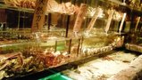 銀座 北海料理“函館”2