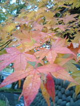 DSCF0521