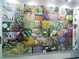 FLOWER_Ÿ̿