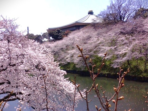 4f38f156sakura
