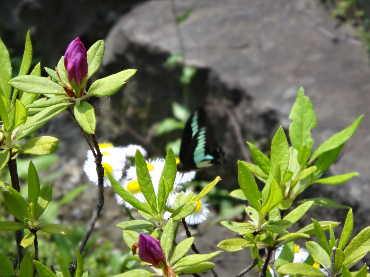 禅語 花無心招蝶 蝶無心尋花 花語らず