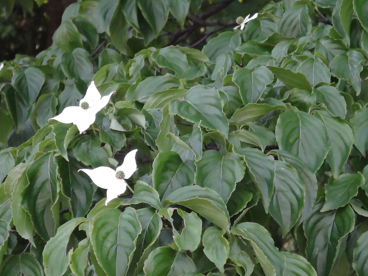 ヤマボウシ 山法師 ハナミズキ 花水木 花語らず ヤマボウシ 山法師 ハナミズキ 花水木 花語らず
