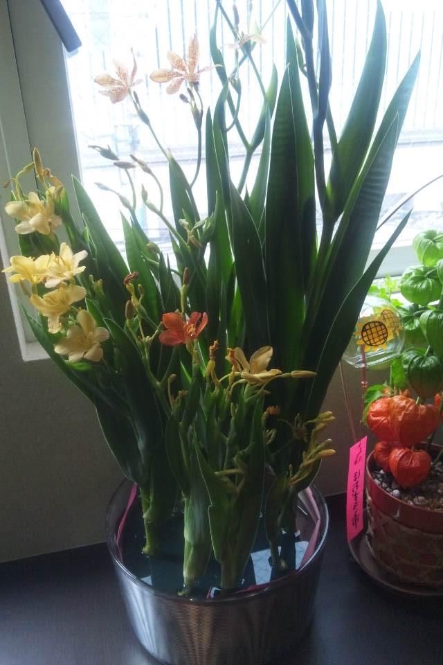 今週の花 檜扇 ヒオウギ ドラセナ 花語らず