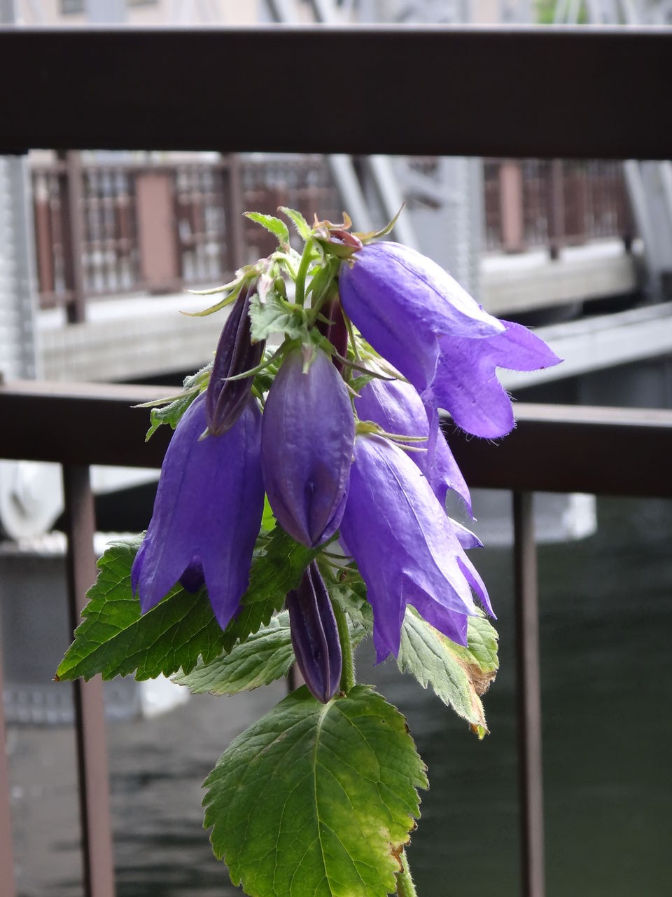 今週の花 桔梗 キキョウ 撫子 ナデシコ 八重のヒマワリ 花語らず
