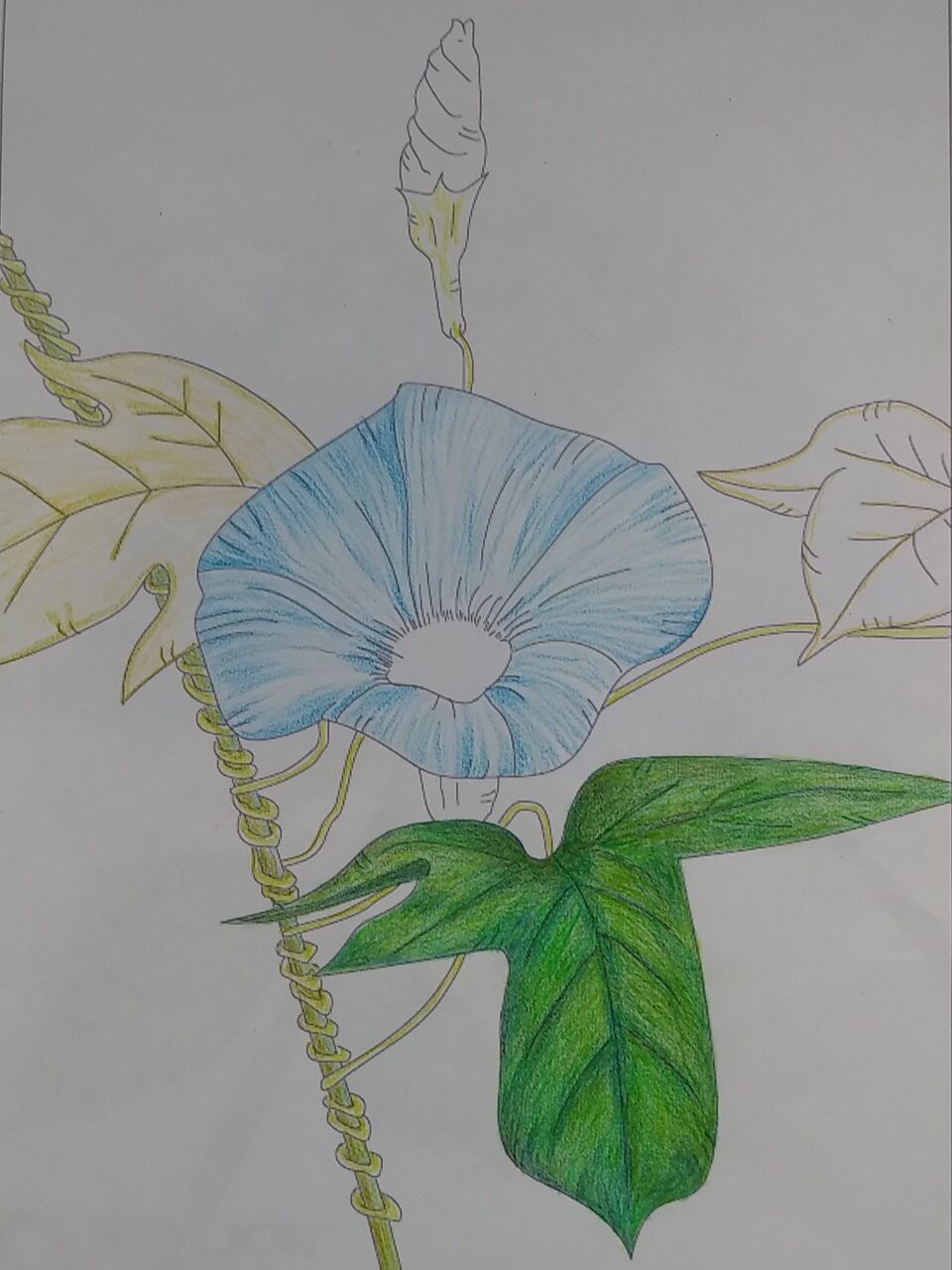 少しずつ朝顔ぬり絵 祇園 その あらため 脳出血サバイバーわたし 少しずつ朝顔ぬり絵 祇園 その あらため 脳出血サバイバーわたし