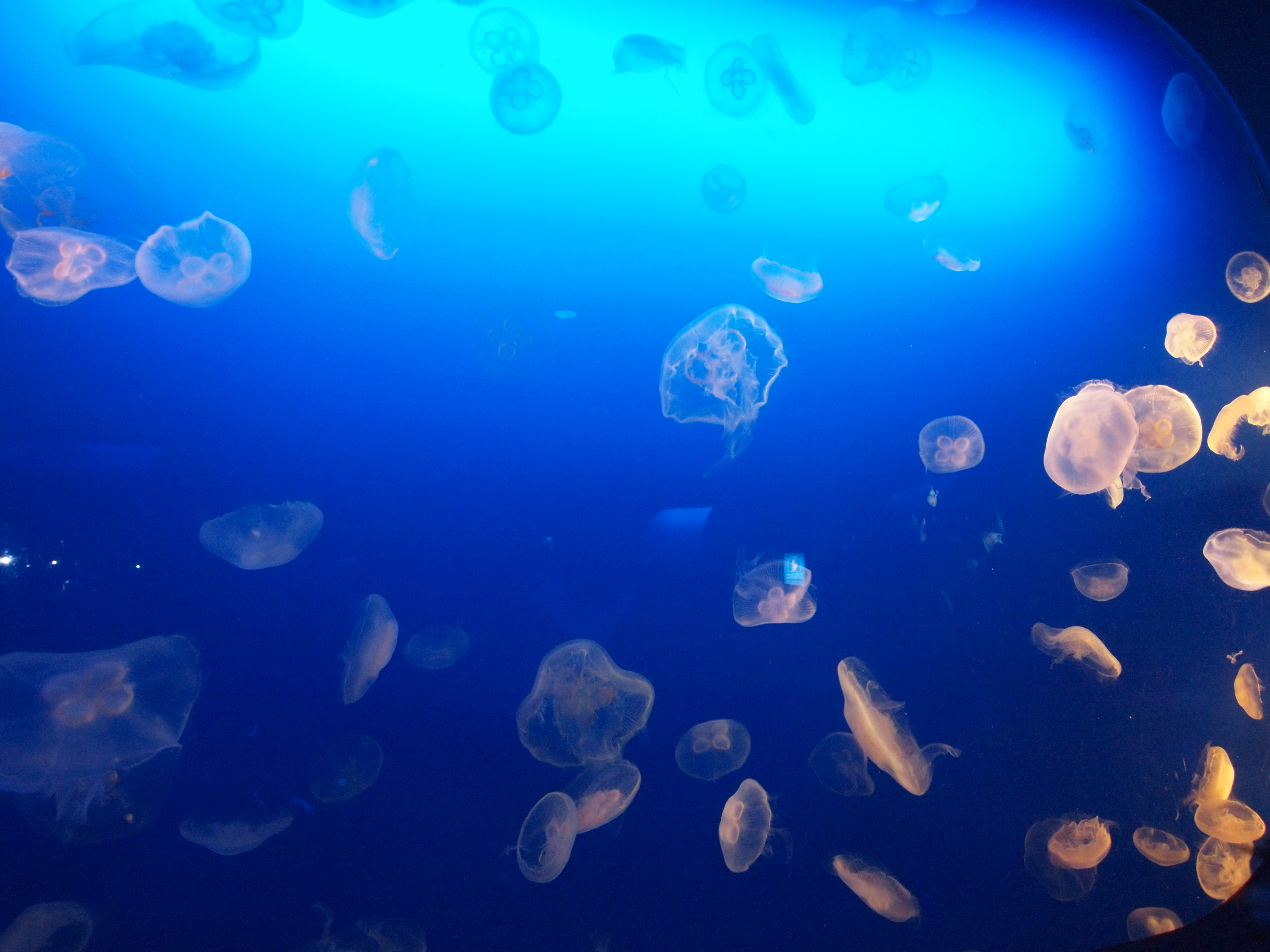 江の島にて海月に魅了される Camelopardalis