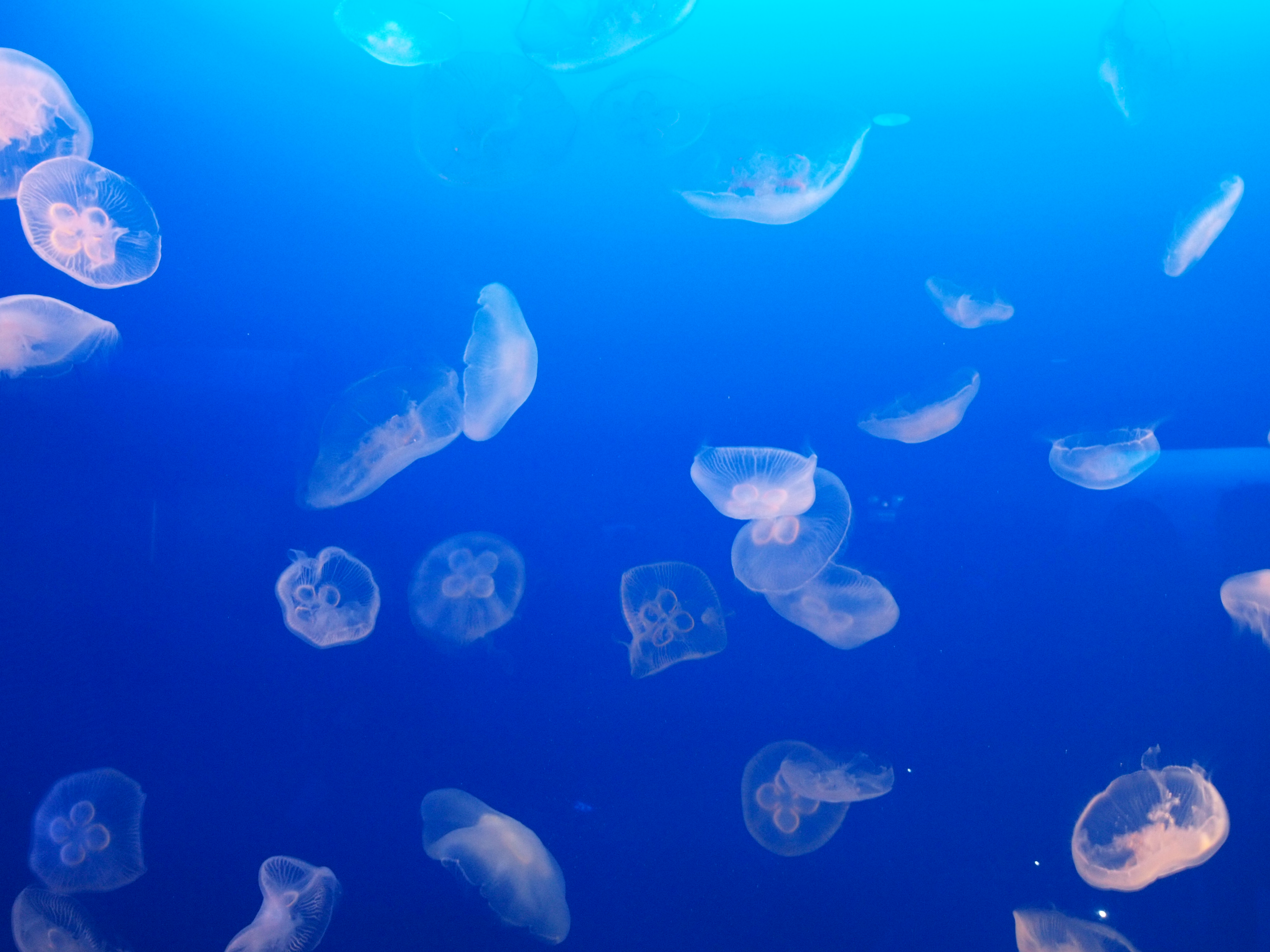江の島にて海月に魅了される Camelopardalis
