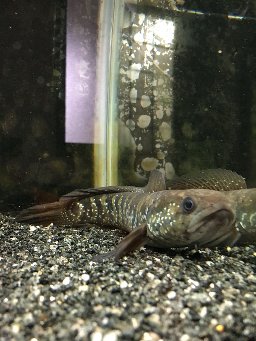 アクアリウム】家族が増えて、水槽がグレードアップしたり水槽が 