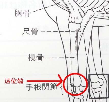 トウ骨骨折について 犬と馬