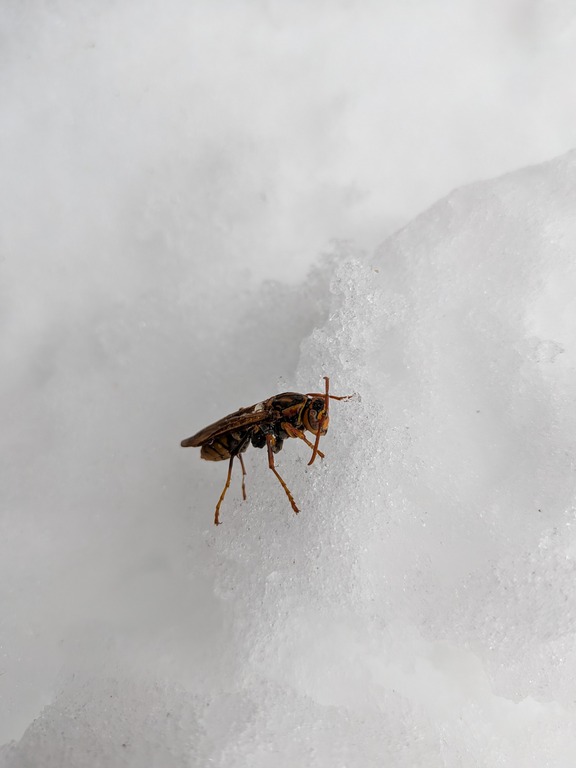 PXL_20260127_041804873.MACRO_FOCUS