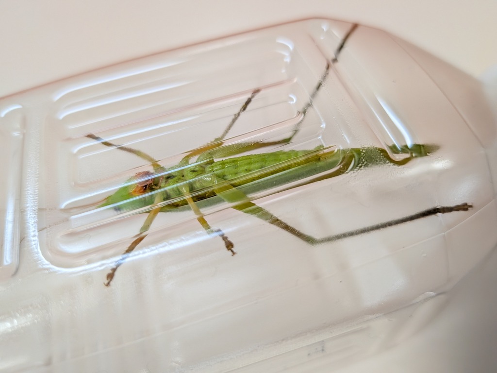PXL_20260130_104812923.MACRO_FOCUS
