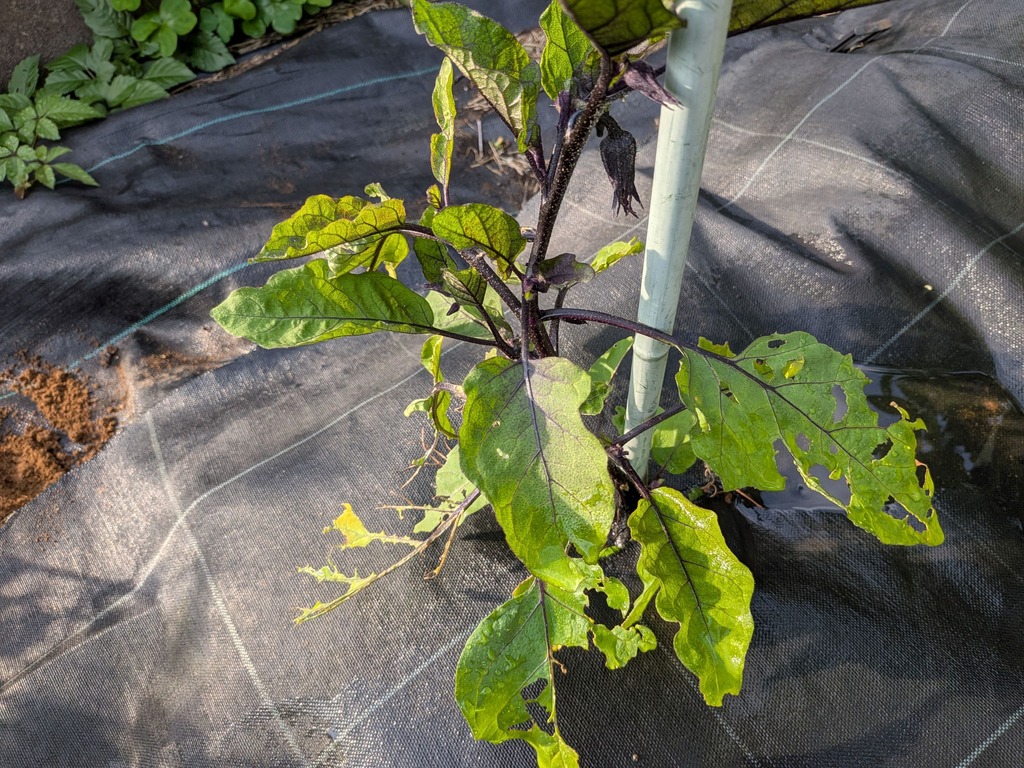 PXL_20260610_214745341