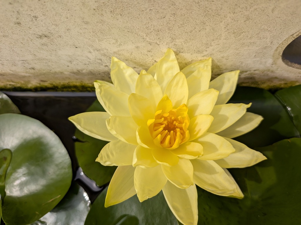 PXL_20260710_235149518.MP