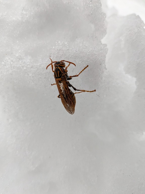 PXL_20260127_041808663.MACRO_FOCUS