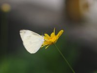 Tokina 90mm2_5