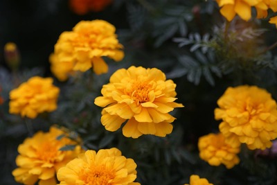 DSC00026-m