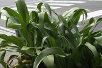 DSC00529