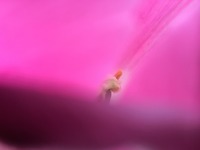 IMG_0733
