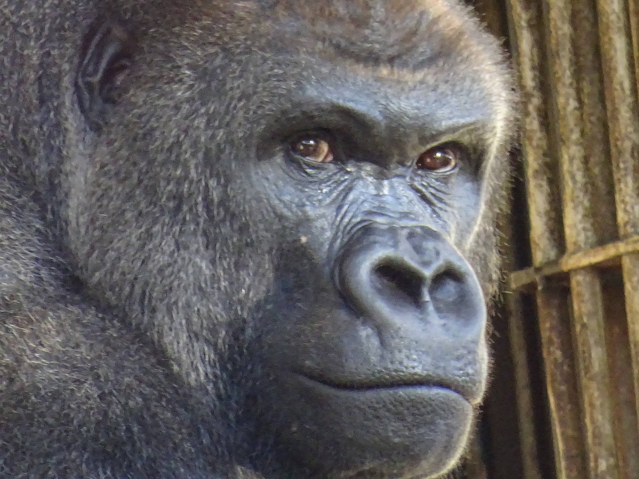 Perfumeのあーちゃんがゴリラに見えるんだが 画像あり 株ログ速報