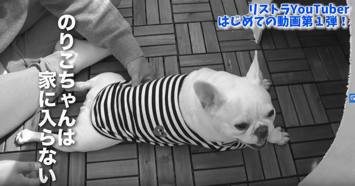 Tko木下 犬 血だらけになるわ 釘がむき出しの犬小屋に愛犬を入れようとして批判相次ぐ がーるずとーく