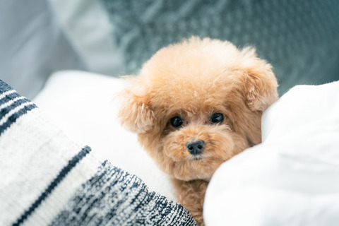 20220227-A7401377_TP_V