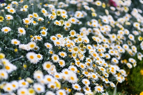 PAK55_suno-boru_TP_V