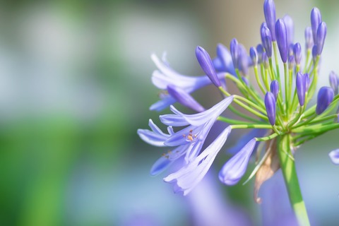 MAR86_agabansasu_TP_V