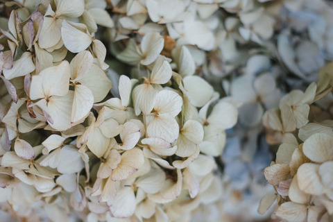 ELFA180704DSC00996_TP_V