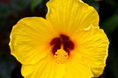 PPP_kiiroihaibisukasunohana_TP_V