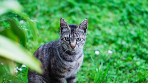 Sneko210DSC03390_TP_V