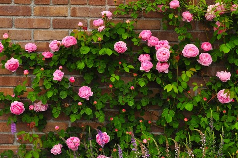 PP_kuraimingurose_TP_V