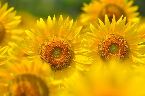 PPW_hanabihimawari_TP_V