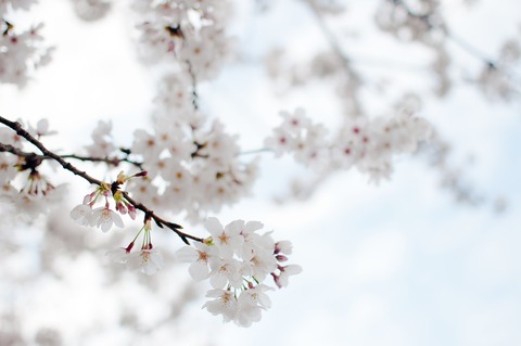ELL85_taoyakaniyurerusakura20130328_TP_V