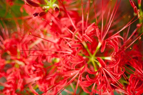 ELL98_uekaramiruhiganbana20130926122553_TP_V